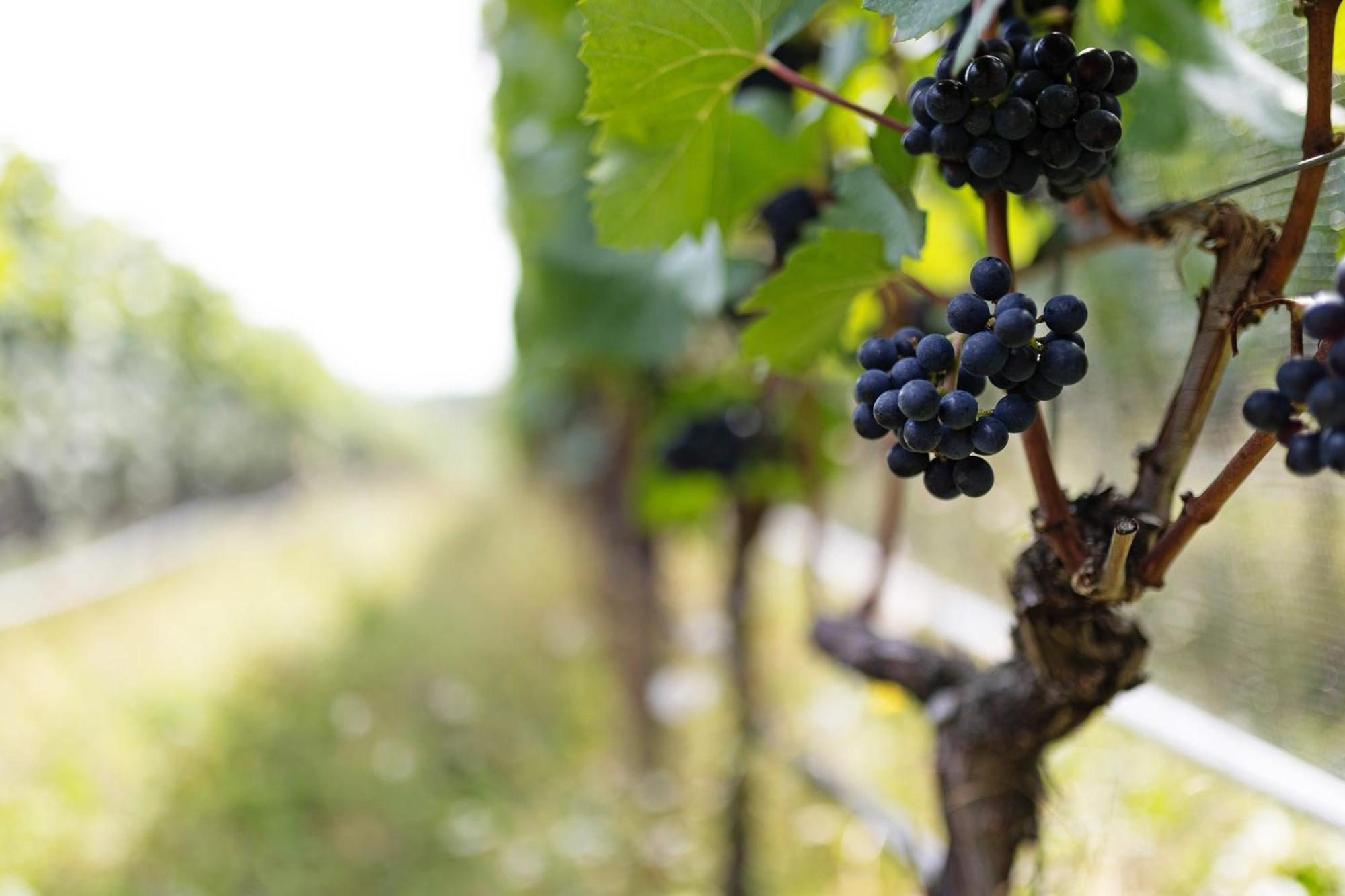 Weingut Zail Appiano Sulla Strada Del Vino